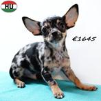 Prachtige Chihuahua reutjes (ook in de kleur merle) te koop, België, 15 weken tot 1 jaar, CDV (hondenziekte), Meerdere