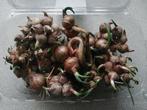 Echange ou vend bubilles d'oignons rocambolles, Ophalen of Verzenden, Gehele jaar, Knol