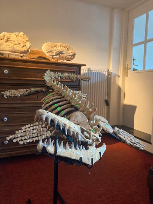 Squelette fossile de Mosasaurus - ère des dinosaures., Collections, Minéraux & Fossiles, Fossile, Enlèvement