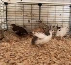 4 kwartels beschikbaar (prijs per kwartel)., Dieren en Toebehoren, Meerdere dieren