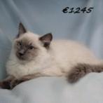 Ragdoll - Prachtige kittens te koop, Dieren en Toebehoren, Katten en Kittens | Raskatten | Langhaar, Meerdere dieren, Gechipt