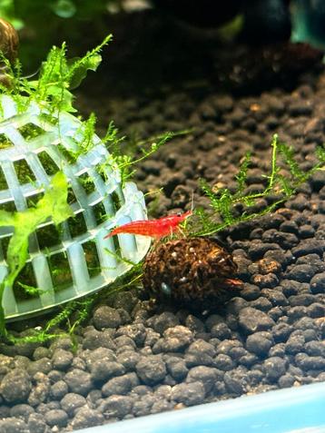 Bloody marry shrimp beschikbaar voor biedingen