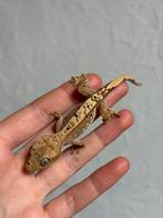 Wimpergekko nakweek, Schildpad, Tam, 0 tot 2 jaar