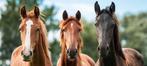 Paarden en vriendschap:-), Dieren en Toebehoren