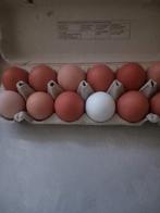 Verse scharreleieren, Divers, Produits alimentaires, Enlèvement