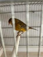 Canari mâle 2025, Mâle, Canari chanteur