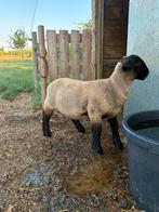 Suffolk bok, Dieren en Toebehoren, Mannelijk, Schaap, 0 tot 2 jaar