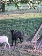 Ouessant bok, Dieren en Toebehoren, Mannelijk, Schaap, 0 tot 2 jaar