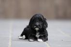 Zwarte Labradoodle pups te koop, CDV (hondenziekte), België, 8 tot 15 weken, Meerdere