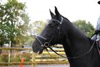Leuke KWNP ruin, Dieren en Toebehoren, Paarden, Z, Gechipt, Ruin, Dressuurpaard