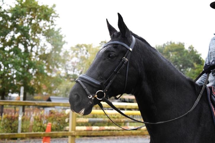 Leuke KWNP ruin, Dieren en Toebehoren, Paarden, Ruin, Z, 165 tot 170 cm, 11 jaar of ouder, Dressuurpaard, Met stamboom, Gechipt