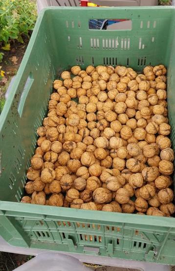 Noix BIO beschikbaar voor biedingen