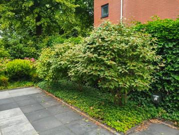 Gratis buxes, planten en overige bomen beschikbaar voor biedingen