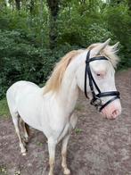 Te koop, Dieren en Toebehoren, Ruin, B