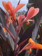 Canna indica Intrigue voor tuin, kuip of pot, Ophalen, Zomer