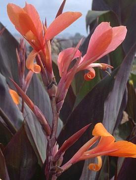 Canna indica Intrigue voor tuin, kuip of pot beschikbaar voor biedingen