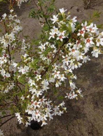 Xanthoceras sorbifolium-chinese kastanje-zeer zeldzaam !, Enlèvement ou Envoi