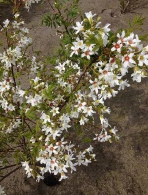 Xanthoceras sorbifolium-chinese kastanje-zeer zeldzaam !, Tuin en Terras, Planten | Tuinplanten, Ophalen of Verzenden