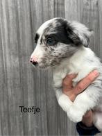 Prachtige border collie puppy’s, Dieren en Toebehoren, Honden | Herdershonden en Veedrijvers, België, Fokker | Hobbymatig, CDV (hondenziekte)