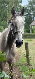 Leuke 4 jarige merrie, Dieren en Toebehoren, Paarden, Merrie, Onbeleerd