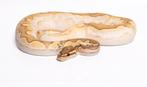 1.0 OD butter calico hypo koningspython regius, Serpent, 0 à 2 ans