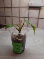 Philodendron mamei #13, Ophalen