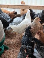 dag kuikens blauw/olijf/chocola kleur leggers 24 februari, Dieren en Toebehoren, Pluimvee, Vrouwelijk, Kip