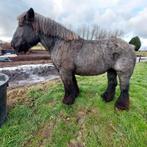 Blauw boerenpaard merrie tekoop, Dieren en Toebehoren, Paarden, Merrie, Gechipt, 11 jaar of ouder