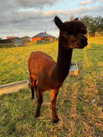 Alpaca hengst - goede bloedlijnen en in orde met vaccinaties beschikbaar voor biedingen