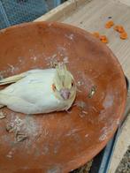 Valkparkiet lutino nog in het nest, Dieren en Toebehoren, Vogels | Parkieten en Papegaaien, Tam