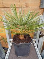 Dwergpalm, Jardin & Terrasse, Plantes | Arbres, Enlèvement