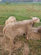 Zware charollais ram, Dieren en Toebehoren, Schapen, Geiten en Varkens, Mannelijk, Schaap