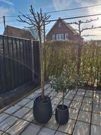 Esdoorn en citroenboom, Tuin en Terras, Ophalen, In pot