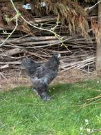 Brahma kuikens, Dieren en Toebehoren, Pluimvee