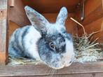 Mannelijk dwergkonijn, 1j oud, Animaux & Accessoires, Lapins, Mâle