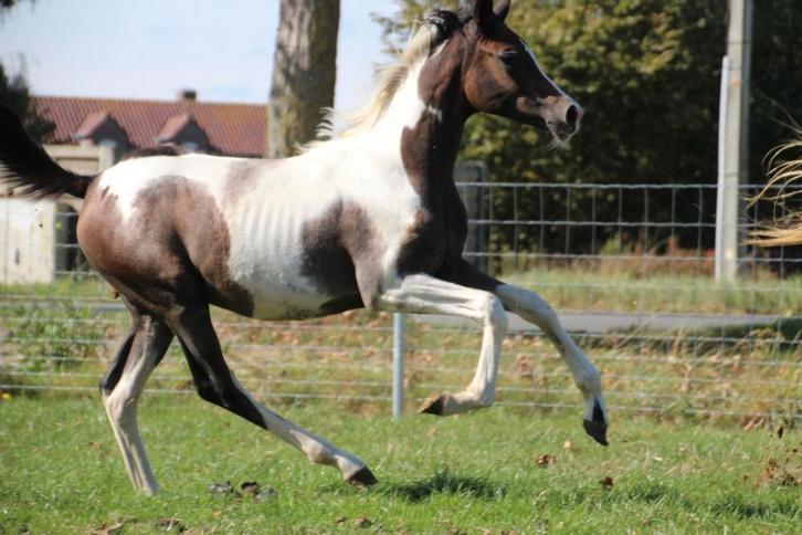 Prachtige merrie Reddy Wally ter Linden BWP arabier Eventing, Dieren en Toebehoren, Paarden, Merrie