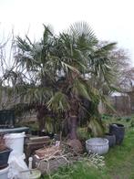 Winterharde palmbomen, Tuin en Terras, Planten | Bomen, Ophalen, Palmboom, 250 tot 400 cm