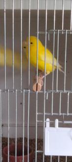 Te koop kanaries, Dieren en Toebehoren, Vogels | Kanaries, Kleurkanarie