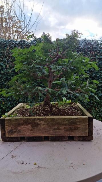 Taxus baccata prebonsai starter beschikbaar voor biedingen