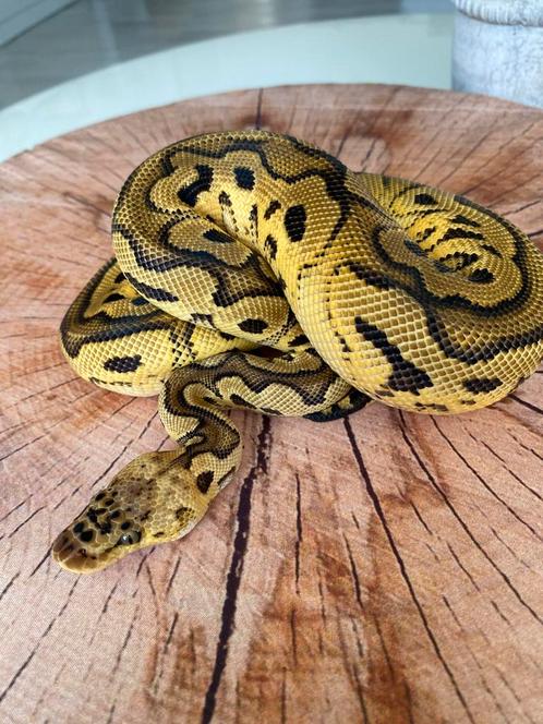 1.0 Pastel Clown het Piebald 2023, Dieren en Toebehoren, Reptielen en Amfibieën, Slang, 0 tot 2 jaar, Tam