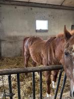 WandelPaardje te koop, Dieren en Toebehoren, Paarden, Gechipt, Minder dan 160 cm, Ruin, Zadelmak