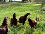 Jonge tamme Rhode Island Red kippen hennen gesekst, Vrouwelijk, Kip