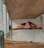 Rosella's, Dieren en Toebehoren, Vogels | Parkieten en Papegaaien