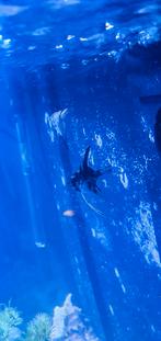 Maanvis, Dieren en Toebehoren, Vissen | Vijvervissen