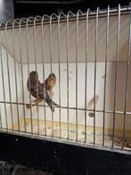 Cabaret barmsijzen (gereserveerd ), Animaux & Accessoires, Oiseaux | Oiseaux Autre, Plusieurs animaux, Oiseau chanteur sauvage