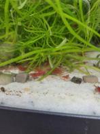 Rode garnalen (neocaridina) - dendermonde