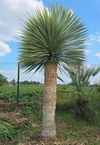 Yucca Rostrata te koop stamhoogt 1.4 meter, Tuin en Terras, Bloembollen en Zaden, Ophalen