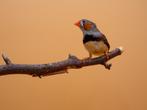 Timorzebravink - Taeniopygia guttata, Meerdere dieren, Tropenvogel