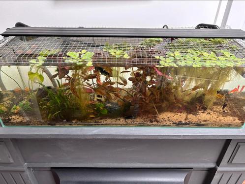 Aquarium met alle toebehoren en inhoud, Dieren en Toebehoren, Vissen | Aquaria en Toebehoren, Ophalen