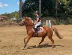 Super brave  & fijne. springpony !, Dieren en Toebehoren, Merrie, B, Gechipt, Springpony